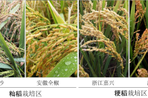 科学家找到调控水稻、小麦穗发芽的“开关”